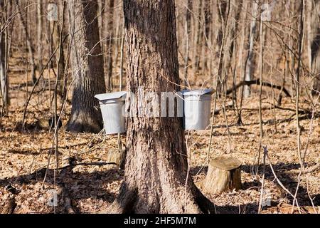 Secchi SAP su alberi di acero. Foto Stock