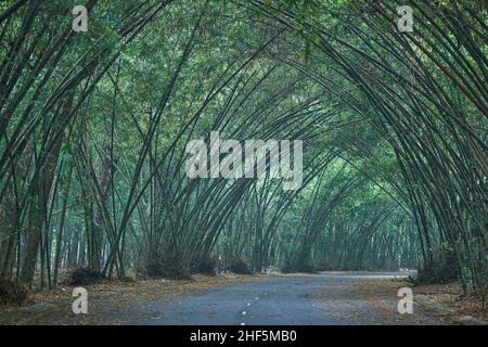 Cespugli di bambù crescono su una strada del villaggio in una zona rurale del Vietnam Foto Stock