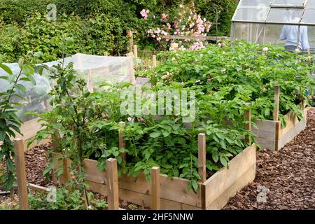 Fioritura Charlotte nuove patate piante che crescono in materia organica ricca pieno terreno in un orto letto rialzato. Foto Stock