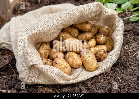 Un sacco di patate hessian riempito di patate novelle Charlotte appena sollevate da una materia organica ricca di terreno riempito in un giardino vegetale letto sollevato. Foto Stock