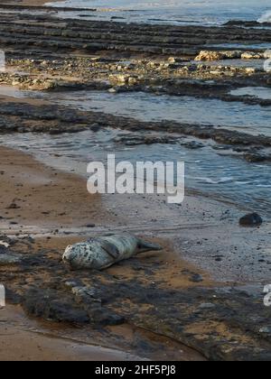 Un giovane sigillo sottopeso si è tirato fuori tra le formazioni rocciose cicatriali della spiaggia di Redcar, riposandosi dopo aver combattuto le onde di un mare del Nord in tempesta. Foto Stock