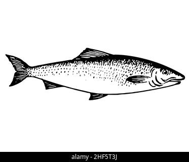 pesce trota salmone disegno a mano illustrazione vista laterale vettore isoalted su sfondo whtie Illustrazione Vettoriale