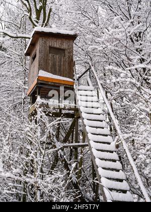 Pellame rialzato, cieco o perch in inverno con neve in Mostviertel Regione d'Austria Foto Stock