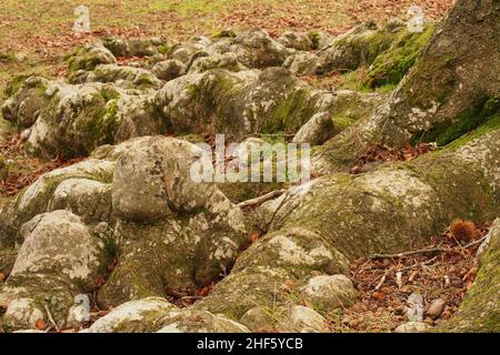 I cavalieri espongono le radici di un antico castagno dolce ricoperto di lichen in inverno Foto Stock