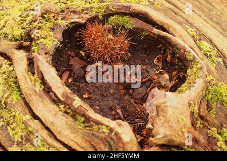 Guardando nel buco lasciato su un tronco di castagno dolce morto, con lichen, dopo che un ramo si è rotto e i detriti di legno d'inverno si sono raccolti Foto Stock