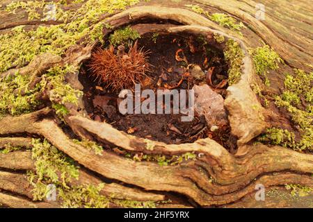 Guardando nel buco lasciato su un tronco di castagno dolce morto, con lichen, dopo che un ramo si è rotto e i detriti di legno d'inverno si sono raccolti Foto Stock