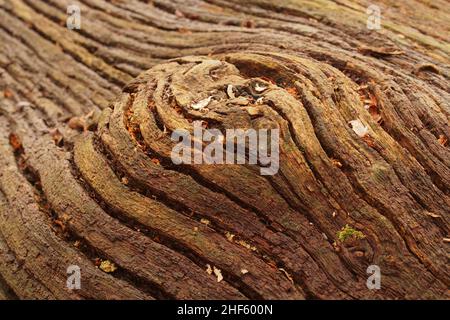 Guardando un tronco caduto e morto di un castagno dolce, in inverno, che mostra le linee spaccate che conducono lungo la sua lunghezza e un urto Foto Stock