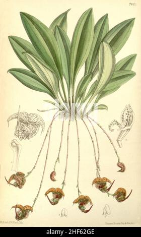 SCAPHOSEPALUM anchoriferum (come Masdevallia punctata) - Curtis' 117 (Ser. 3 n. 47) pl. 7165 (1891). Foto Stock