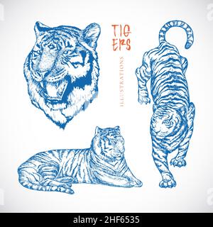 Set di illustrazioni vettoriali Tigers disegnate a mano. Astratto Animali schizzi incisione disegni stile Collezione. Zodiac orientale Capodanno simbolo isolato Illustrazione Vettoriale