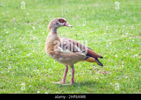 L'oca egiziana (Alopochen aegyptiaca), membro della famiglia anatra, oca e cigno Anatidae. Foto Stock