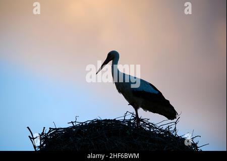 White Storck, Ciconia ciconia, sul nido Foto Stock