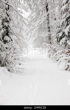 Percorso attraverso una foresta invernale coperta di neve Foto Stock