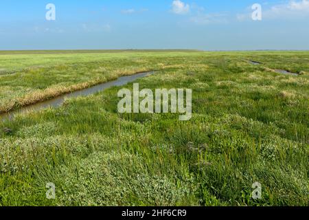 Paludi saline nella transizione tra mare e terra, Westerhever, costa del Mare del Nord, Schleswig-Holstein, Germania Foto Stock