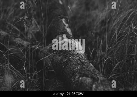 Il tronco di albero morto si trova nella foresta sul pavimento della foresta, poco contrasto, profondità di campo poco profonda, bianco e nero Foto Stock