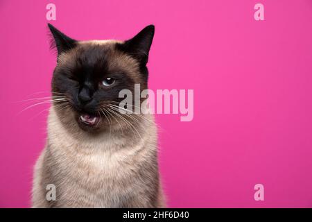 cute punto di sigillo siamese gatto facendo divertente volto winking alla fotocamera su sfondo rosa con spazio copia Foto Stock