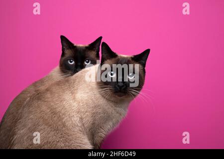 due gatti siamesi con punto di sigillo seduti fianco a fianco, con un aspetto curioso su sfondo rosa magenta e spazio per la copia Foto Stock