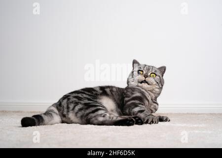 silver tabby british shorthair gatto cieco in un occhio che si trova sul pavimento guardando la macchina fotografica scioccato o spaventato su sfondo bianco con spazio copia Foto Stock