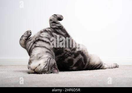 carino argento tabby britannico shorthair gatto allungando un rotolamento sul pavimento su sfondo bianco con spazio copia Foto Stock