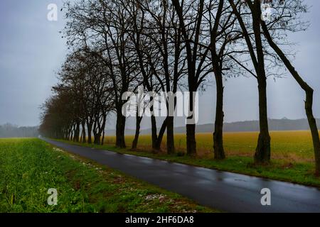 Percorso ciclabile in una giornata di nebbia bagnata in inverno, alberi senza fronzoli, profondità di campo molto bassa, bella bokeh morbido Foto Stock