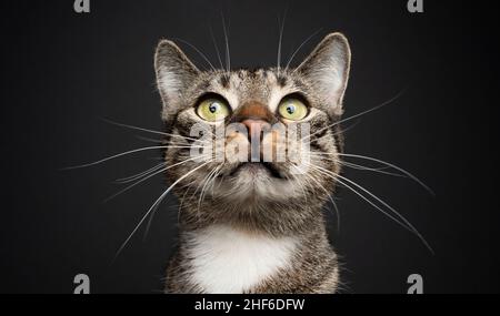 tabby bianco domestico shortair gatto con lungo whiskers ritratto su sfondo nero Foto Stock