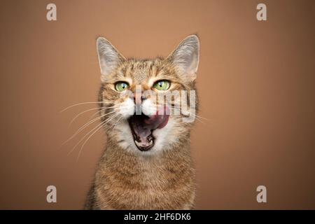 gatto tabby con occhi verdi affamati con bocca aperta leccando le labbra in attesa di cibo tono su tono ritratto su sfondo marrone Foto Stock