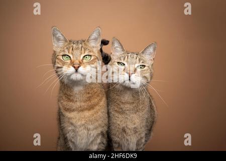 due fratelli gatto tabby marroni affiancati che guardano il tono della fotocamera su un ritratto a toni su sfondo marrone con spazio per la copia Foto Stock