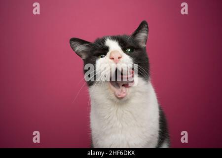 hungry handicap bianco e nero salvato gatto cieco in un occhio e senza denti labbra leccare guardando la fotocamera su sfondo rosa con spazio copia Foto Stock