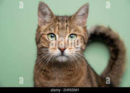 gatto tabby marrone dorato con occhi verdi che guarda il ritratto della fotocamera su sfondo verde con coda piegata Foto Stock