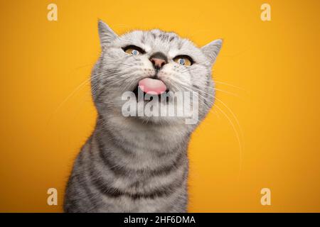 silver tabby british shorthair gatto facendo faccia divertente che attacca fuori lingua naughty guardando la fotocamera su sfondo giallo Foto Stock