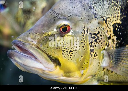 Zoo di Dählhölzli, Berna, Svizzera Foto Stock