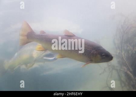 Zoo di Dählhölzli, Berna, Svizzera Foto Stock