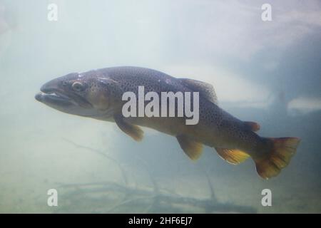 Zoo di Dählhölzli, Berna, Svizzera Foto Stock