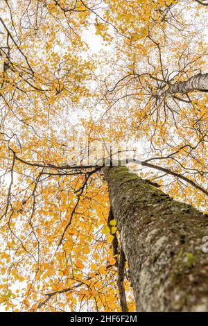 Alberi di betulla in autunno da sotto, Baviera, Germania Foto Stock