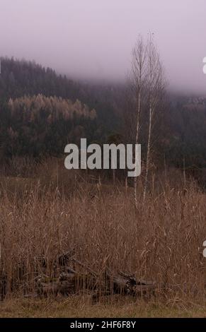 Paesaggio di Moor nei pressi di Garmisch-Partenkirchen con 2 birch e deadwood in canne, Baviera, Germania Foto Stock