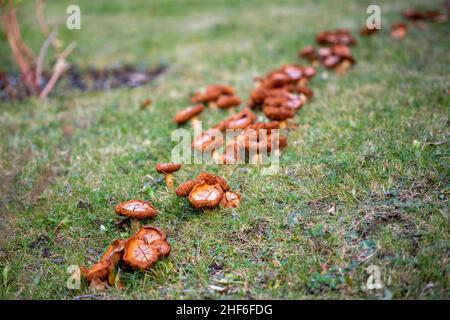 Una fila di funghi castani selvatici multipli che crescono sopra una radice di albero morta. Il terreno è coperto di erba verde e muschio. Il fungo è abbondante. Foto Stock