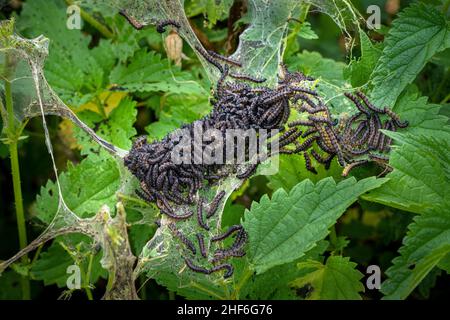 Farfalla di pavone Caterpillar Foto Stock