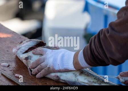 Un primo piano di uno chef filetta e pulisce il merluzzo su un tagliere di legno su un molo con un coltello. Il merluzzo bianco fresco dell'Atlantico viene tagliato e preparato Foto Stock