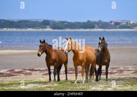 Cavalli selvaggi della riserva naturale di Rooisand, laguna del fiume Bot, capo occidentale, Sudafrica. Foto Stock