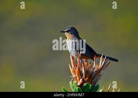 Cape Robin-Chat [Cossypha caffra] appollaiato sul fiore secco di Protea, Capo occidentale, Sudafrica. Foto Stock