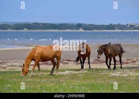 Cavalli selvaggi della riserva naturale di Rooisand, laguna del fiume Bot, capo occidentale, Sudafrica. Foto Stock