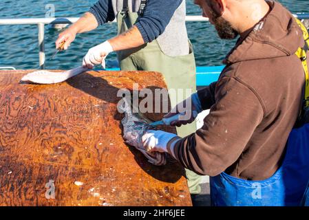 Un primo piano di uno chef filetta e pulisce il merluzzo su un tagliere di legno su un molo con un coltello. Il merluzzo bianco fresco dell'Atlantico viene tagliato e preparato Foto Stock