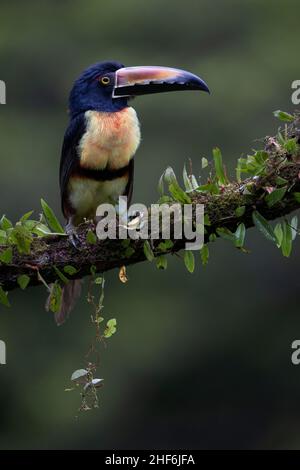 Arassari Free Life colletto in Costa Rica. Foto Stock