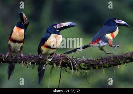 Arassari Free Life colletto in Costa Rica. Foto Stock