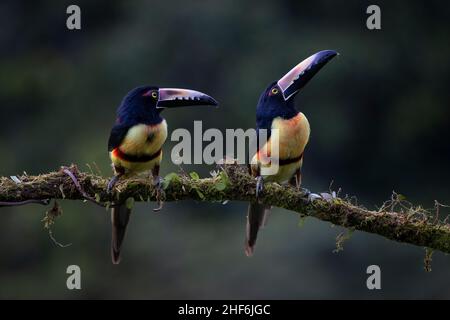 Arassari Free Life colletto in Costa Rica. Foto Stock