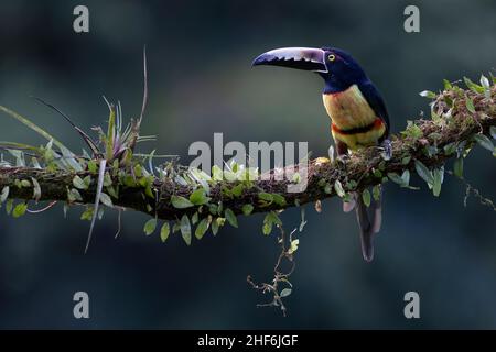 Arassari Free Life colletto in Costa Rica. Foto Stock