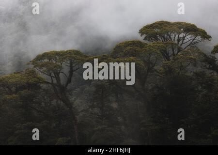 Bell'umore foggy nella foresta pluviale del Costa Rica. Foto Stock