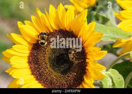 Numerose api melliere appollaiate sulle piccole fioriture al centro di un vivace e luminoso girasole pieno di semi. Le api raccolgono polline. Foto Stock