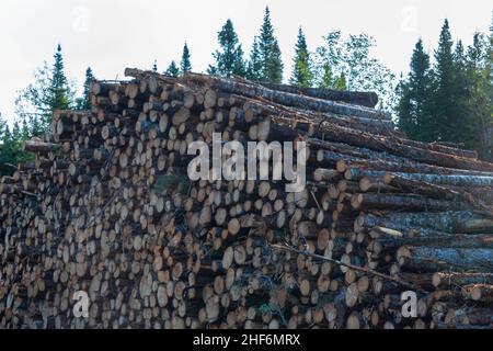Tronchi di pino e abete rosso. Pali di tronchi per tronchi per l'industria del legno. I lunghi tronchi sono stati tagliati con una motosega da una foresta. Foto Stock