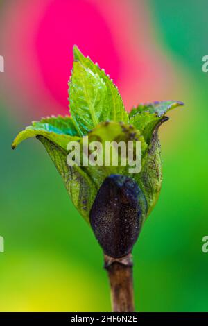 Campanula, perficifolia, foglie decidue Foto Stock