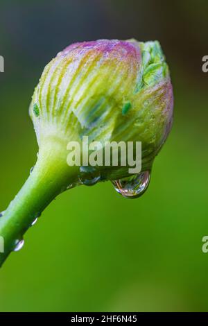 Cipolla ornamentale, porro fiorito, primo piano Foto Stock